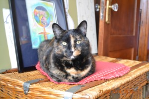 Il est préférable de ne pas avoir de chat.