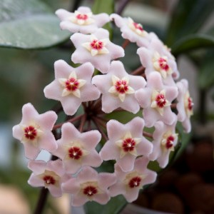 L'hoya avait donné trois superbes fleurs.