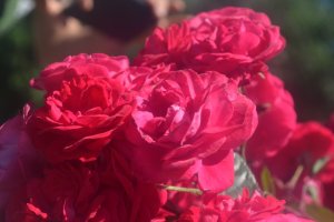 L'auteure de Unless est décédée.