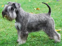 Une schnauzer, la queue en moins.