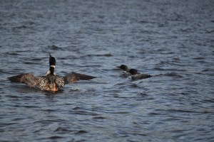 Le huard qui bouge tout le temps