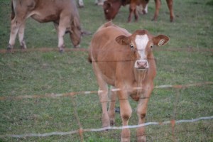 Nos voisins voisines