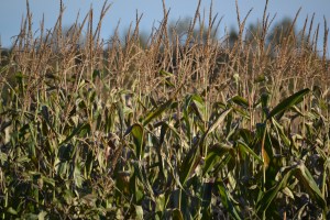 Les champs de blé d'Inde qui entourent la propriété de Denauzier.