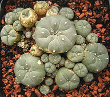 Le peyotl également dénommé peyote (Lophophora williamsii) est une espèce de petits cactus sans épines de la famille des Cactaceae, originaire du sud de l'Amérique du Nord.