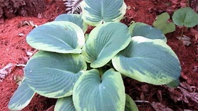 79108-hosta