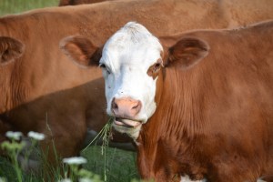 Voici mon amie vache qui sort la langue.