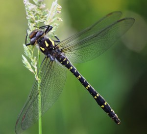 Photo prise hier alors que je me rendais photographier mes amies les vaches.