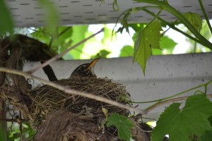 Le meilleur moyen de protéger le bébé c'est encore de le couver.