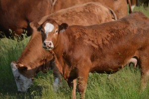 Les voisines du jeune homme solitaire joueur de hockey.