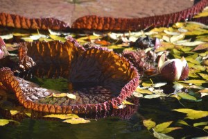 Galettes et nénuphar géants au Jardin botanique.
