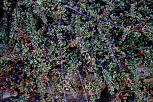 Un imprimé digne de la plus élégante nappe.