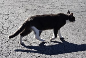 Chat urbain, rue Jean-Brillant.