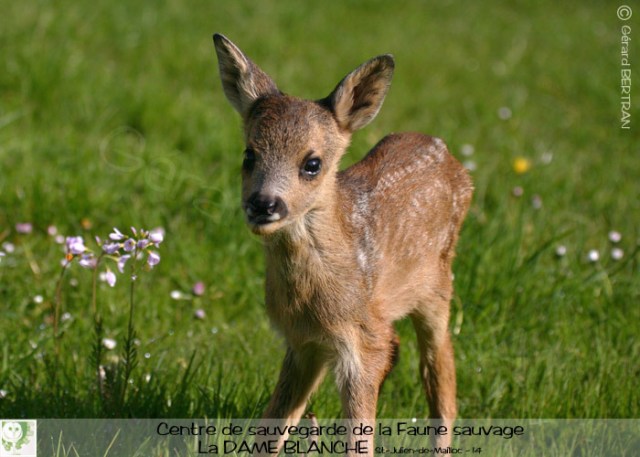 05-2014-faon-non-abandonne-association-la-dame-blanche