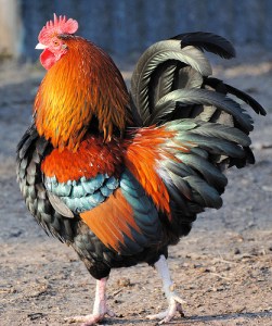 5398736710_5b0716b1f1