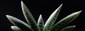 plante-grasse-gasteria