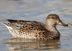 sarcelle-d-hiver-002