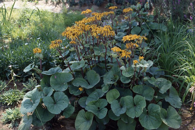 12D-Ligularia-Desmonda