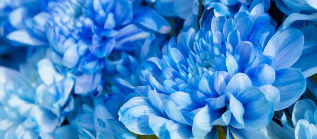 Bleu_imagePanoramique647_286