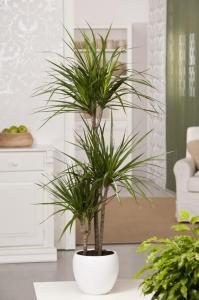 Dracaena-marginata