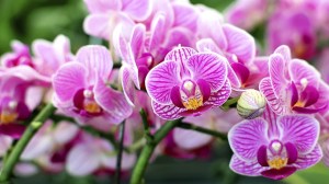 orchidee