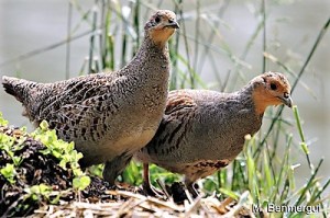 perdrix_grises_400px