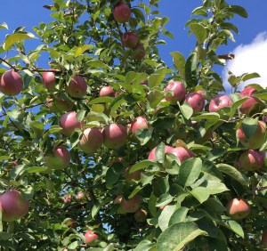 41836335_2184423031825979_8793801893378785280_n