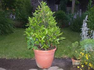 laurus_nobilis___093769500_1518_09012015