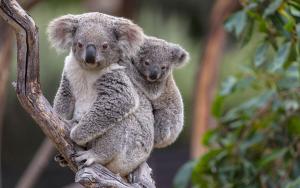 koala-camT15_0339_040
