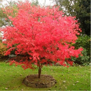 acer-palmatum-osakazuki-erable-du-japon-palme-osakazuki
