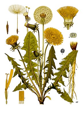 290px-Taraxacum_officinale_-_Köhler–s_Medizinal-Pflanzen-135