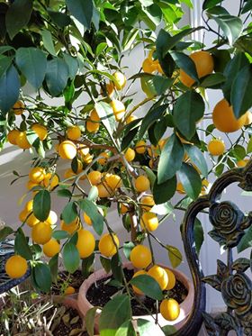 Citrons